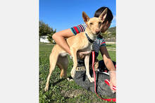 BONITA, Hund, Podenco-Mix in Spanien - Bild 8