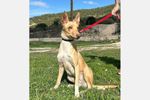 BONITA, Hund, Podenco-Mix in Spanien - Bild 9