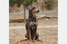 COKE, Hund, Pinscher-Mix in Spanien