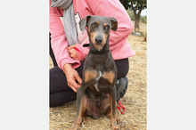 COKE, Hund, Pinscher-Mix in Spanien - Bild 10