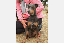 COKE, Hund, Pinscher-Mix in Spanien - Bild 11