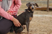 COKE, Hund, Pinscher-Mix in Spanien - Bild 12