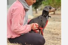 COKE, Hund, Pinscher-Mix in Spanien - Bild 13