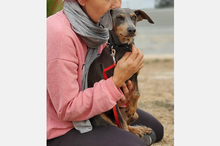 COKE, Hund, Pinscher-Mix in Spanien - Bild 14