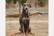 COKE, Hund, Pinscher-Mix in Spanien - Bild 2