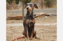 COKE, Hund, Pinscher-Mix in Spanien - Bild 3