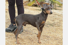 COKE, Hund, Pinscher-Mix in Spanien - Bild 4