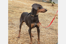 COKE, Hund, Pinscher-Mix in Spanien - Bild 5