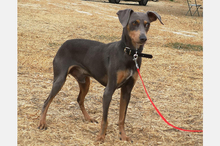 COKE, Hund, Pinscher-Mix in Spanien - Bild 6