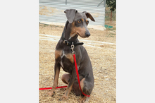 COKE, Hund, Pinscher-Mix in Spanien - Bild 7