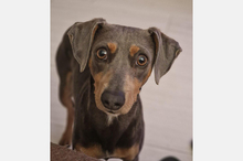 COKE, Hund, Pinscher-Mix in Spanien - Bild 8