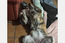 PILI, Hund, Mischlingshund in Spanien - Bild 5