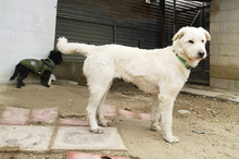 NATA, Hund, Mischlingshund in Spanien - Bild 2