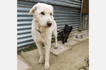 NATA, Hund, Mischlingshund in Spanien - Bild 3