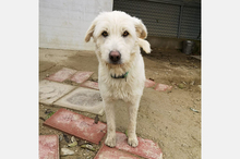 NATA, Hund, Mischlingshund in Spanien - Bild 4