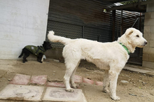 NATA, Hund, Mischlingshund in Spanien - Bild 7