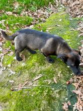 TITO, Hund, Mischlingshund in Duisburg - Bild 2