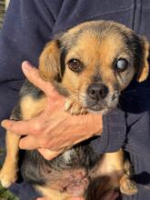 ONDINA, Hund, Mischlingshund in St. Ingbert - Bild 1