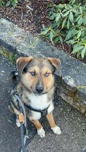 IBUN, Hund, Mischlingshund in Renningen - Bild 10