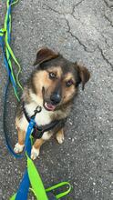 IBUN, Hund, Mischlingshund in Renningen - Bild 11