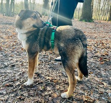 IBUN, Hund, Mischlingshund in Renningen - Bild 2