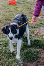 ROSHEN, Hund, Mischlingshund in Bulgarien - Bild 2