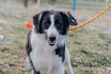 ROSHEN, Hund, Mischlingshund in Bulgarien - Bild 3