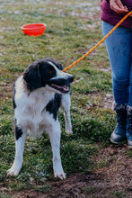 ROSHEN, Hund, Mischlingshund in Bulgarien - Bild 4