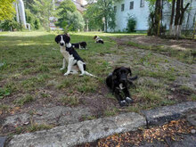 ROSHEN, Hund, Mischlingshund in Bulgarien - Bild 6