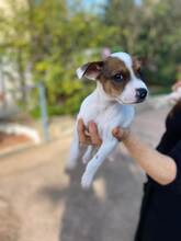 LASSE, Hund, Bodeguero Andaluz-Mix in Spanien - Bild 11