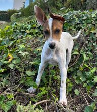 LASSE, Hund, Bodeguero Andaluz-Mix in Spanien - Bild 2