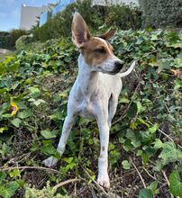 LASSE, Hund, Bodeguero Andaluz-Mix in Spanien - Bild 3