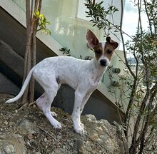 LASSE, Hund, Bodeguero Andaluz-Mix in Spanien - Bild 4