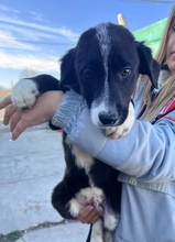 ZEPHYR, Hund, Mischlingshund in Schwäbisch Gmünd - Bild 2