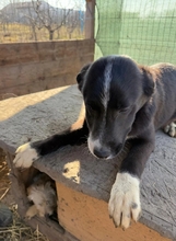 ZEPHYR, Hund, Mischlingshund in Schwäbisch Gmünd - Bild 3