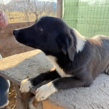 ZEPHYR, Hund, Mischlingshund in Schwäbisch Gmünd - Bild 4