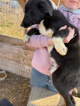 ZEPHYR, Hund, Mischlingshund in Schwäbisch Gmünd - Bild 6