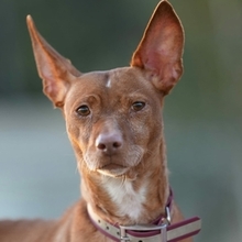 KERTTU, Hund, Podenco-Mix in Spanien - Bild 1