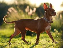 KERTTU, Hund, Podenco-Mix in Spanien - Bild 2