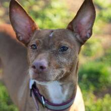 KERTTU, Hund, Podenco-Mix in Spanien - Bild 3