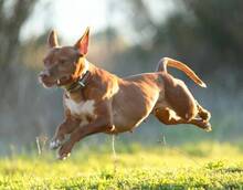 KERTTU, Hund, Podenco-Mix in Spanien - Bild 4