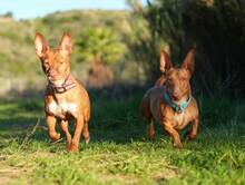 KERTTU, Hund, Podenco-Mix in Spanien - Bild 5