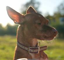 KERTTU, Hund, Podenco-Mix in Spanien - Bild 6