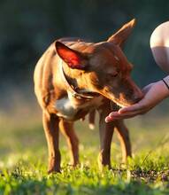 KERTTU, Hund, Podenco-Mix in Spanien - Bild 7