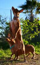 KERTTU, Hund, Podenco-Mix in Spanien - Bild 8