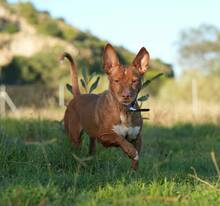 KERTTU, Hund, Podenco-Mix in Spanien - Bild 9