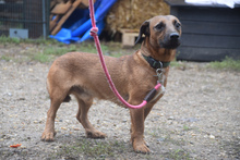 GEORGI, Hund, Mischlingshund in Ungarn - Bild 2