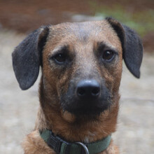 GEORGI, Hund, Mischlingshund in Ungarn - Bild 3