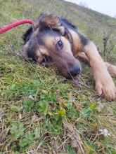 TURBO, Hund, Deutscher Schäferhund-Mix in Ungarn - Bild 2