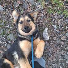 TURBO, Hund, Deutscher Schäferhund-Mix in Ungarn - Bild 4